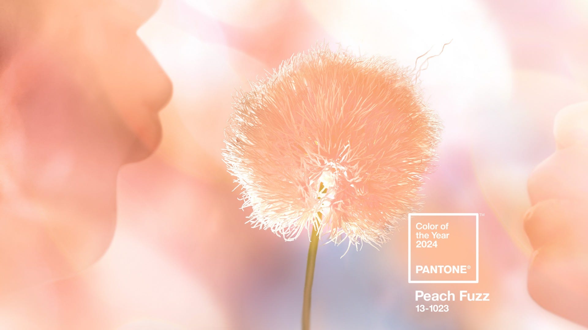 Enriching the 2024 era with the heartful Pantone Peach Fuzz