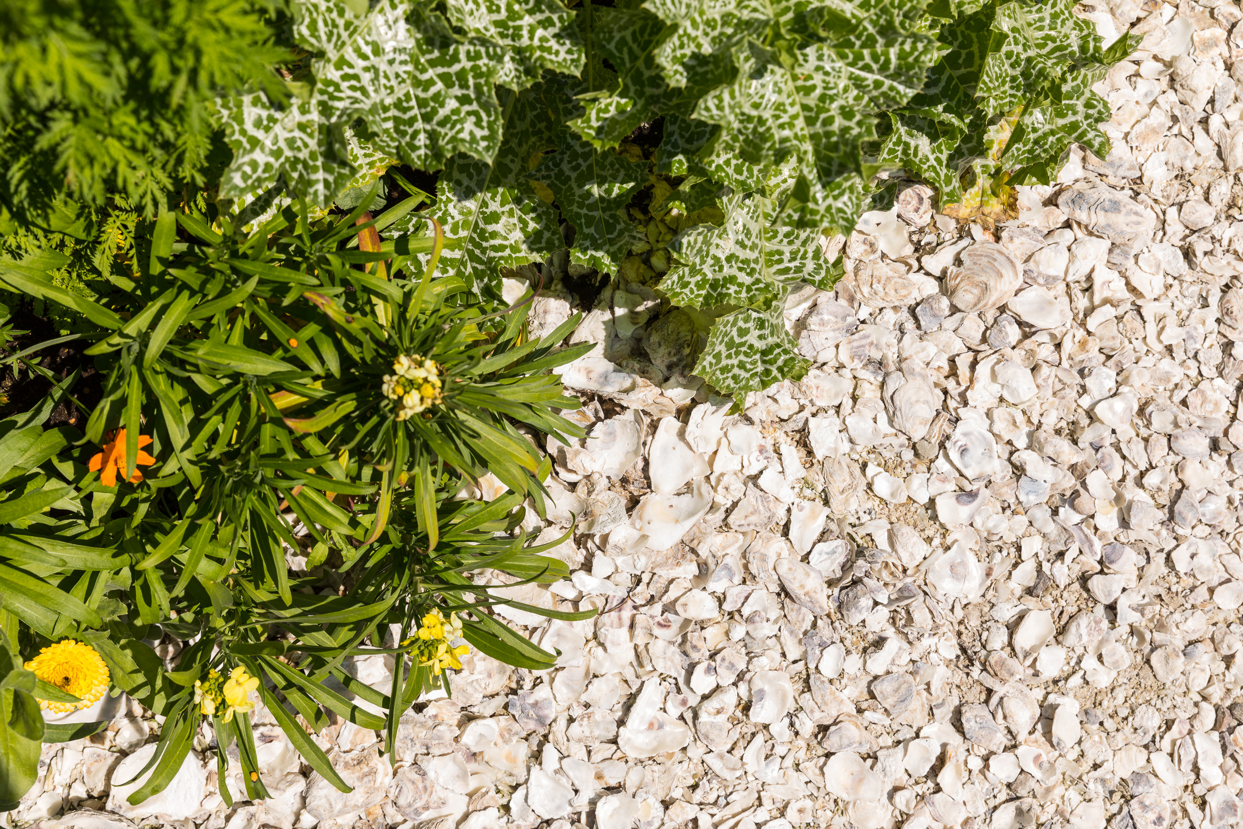 Shell waste is used to envelop the paths in the garden