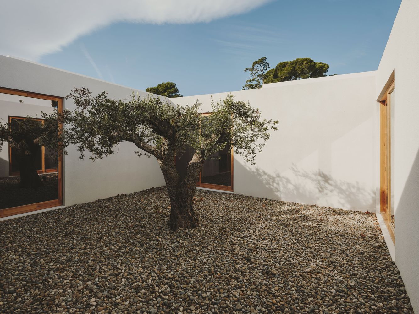 An olive tree in the central courtyard